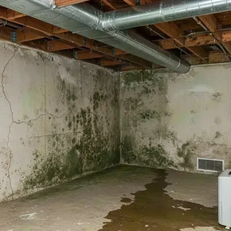 Professional Mold Removal in Fort Campbell North, KY